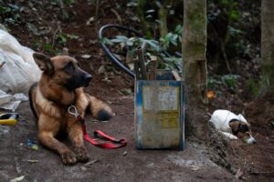 Old working dogs refuse to be put out to pasture