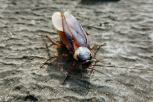 India's 'cockroach' movement founder detained as anger against Modi grows