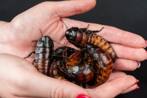 India's 'cockroach' party founder detained ahead of protest