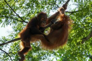 Orangutans released back into Borneo forest after devastating fires